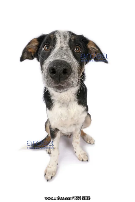 : DOG. Collie x, puppy, 7 months old, sitting, wide : DOG. Collie x, puppy, 7 months old, sitting, wide