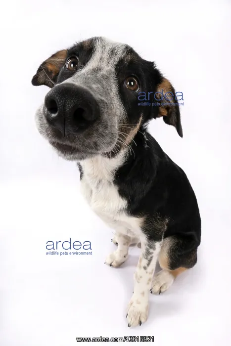 : DOG. Collie x, puppy, 7 months old, sitting, wide : DOG. Collie x, puppy, 7 months old, sitting, wide