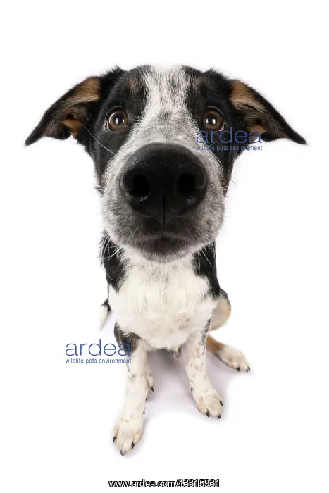 : DOG. Collie x, puppy, 7 months old, sitting, wide : DOG. Collie x, puppy, 7 months old, sitting, wide
