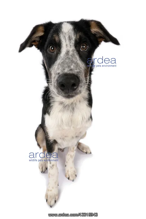 : DOG. Collie x, puppy, 7 months old, sitting, wide : DOG. Collie x, puppy, 7 months old, sitting, wide