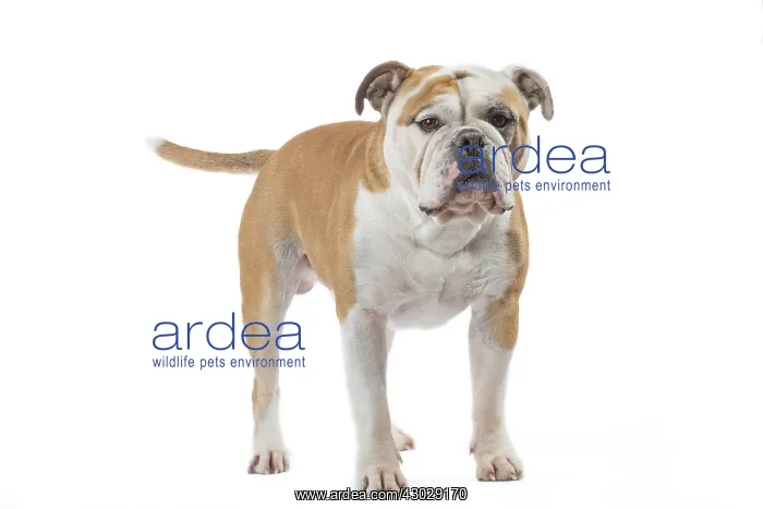  : Dog, Continental bulldog