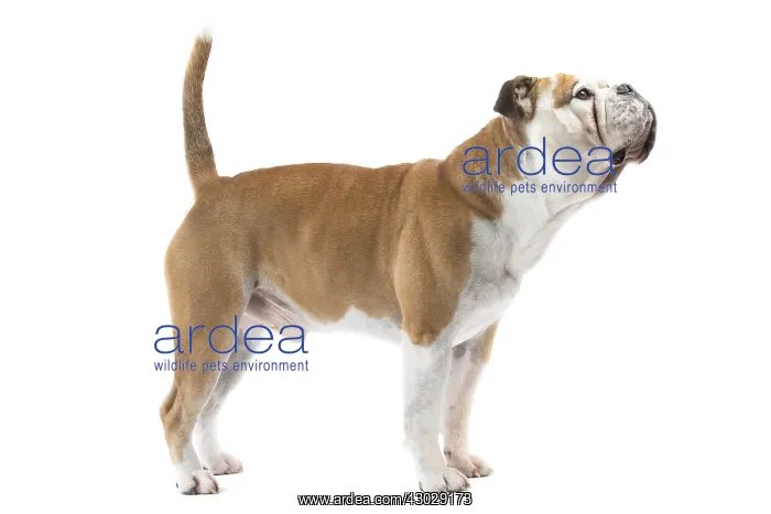  : Dog, Continental bulldog