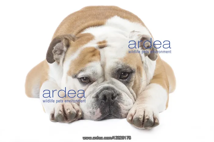  : Dog, Continental bulldog