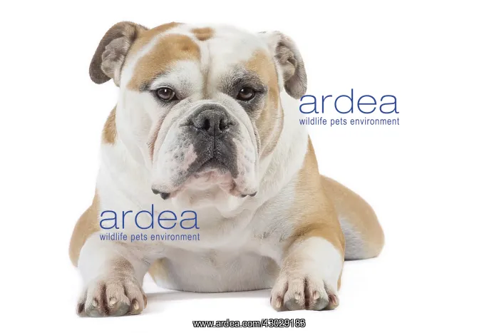  : Dog, Continental bulldog