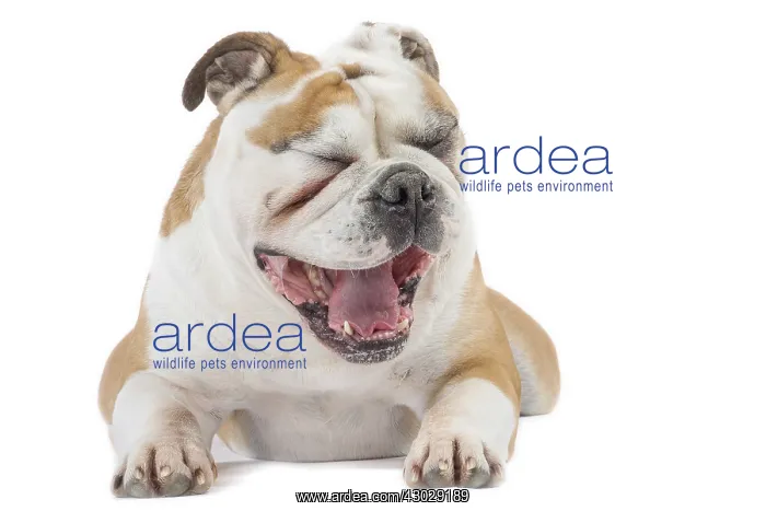  : Dog, Continental bulldog