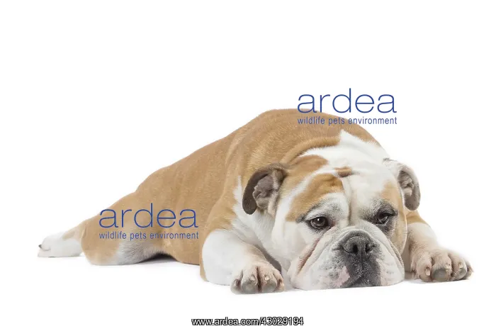  : Dog, Continental bulldog