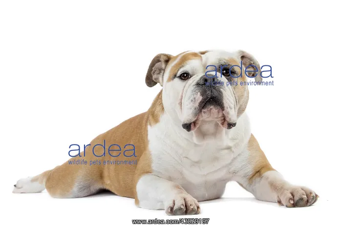  : Dog, Continental bulldog
