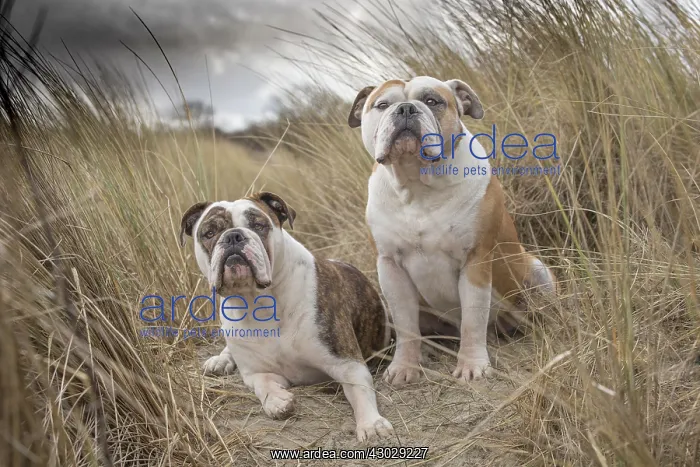  : Dog, Continental bulldog
