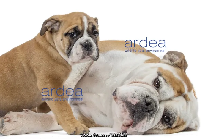  : Dog, Continental bulldog adult and puppy