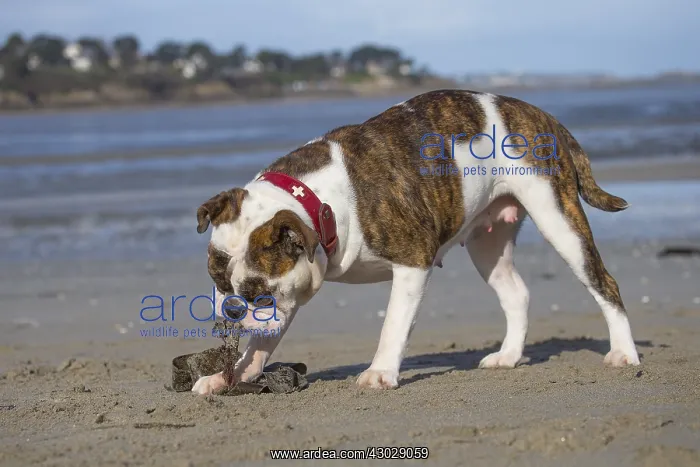  : Dog, Continental bulldog on beach
