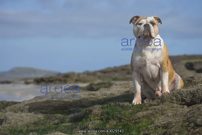  : Dog, Continental bulldog on beach