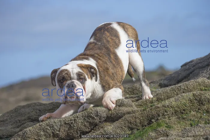  : Dog, Continental bulldog on beach