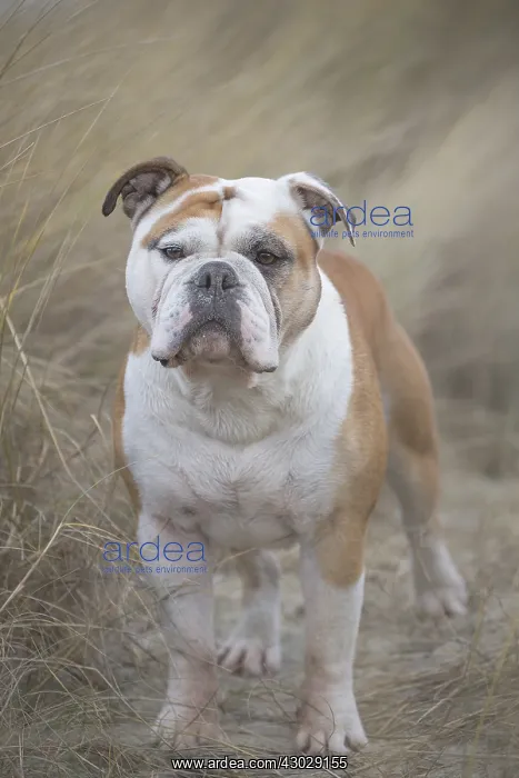  : Dog, Continental bulldog on beach