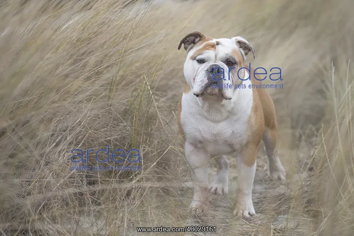  : Dog, Continental bulldog on beach