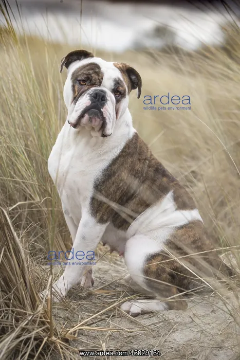  : Dog, Continental bulldog on beach