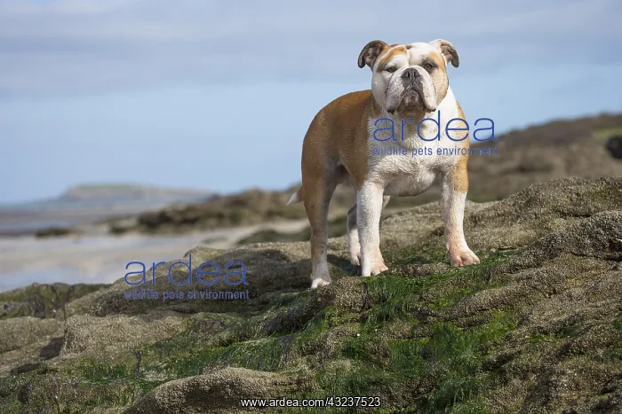  : Dog, Continental bulldog on beach