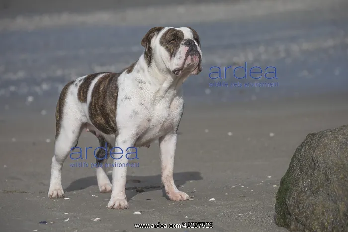  : Dog, Continental bulldog on beach
