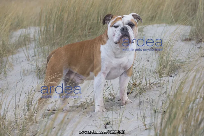  : Dog, Continental bulldog on beach