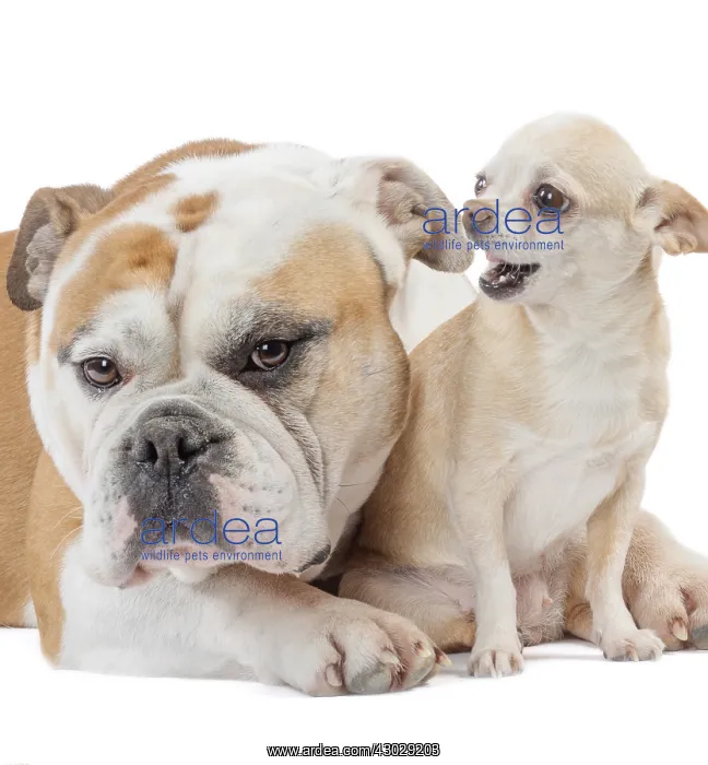: Dog, Continental bulldog and Chihuahua : Dog, Continental bulldog and Chihuahua