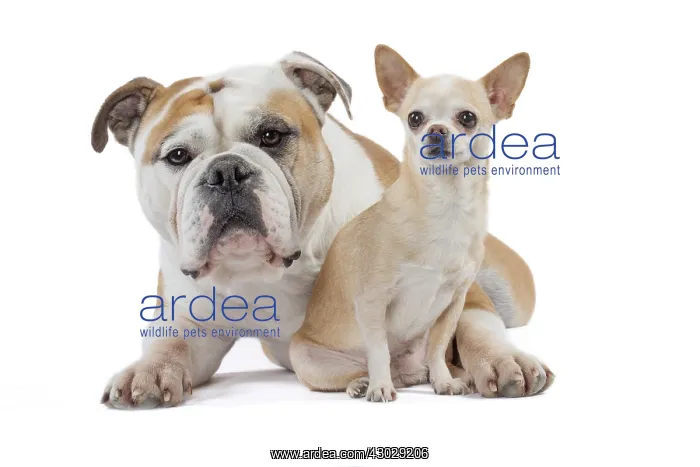  : Dog, Continental bulldog and Chihuahua