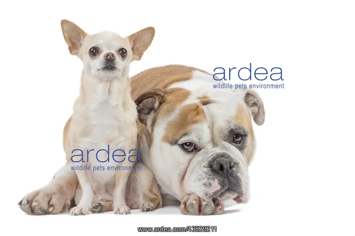 : Dog, Continental bulldog and Chihuahua : Dog, Continental bulldog and Chihuahua