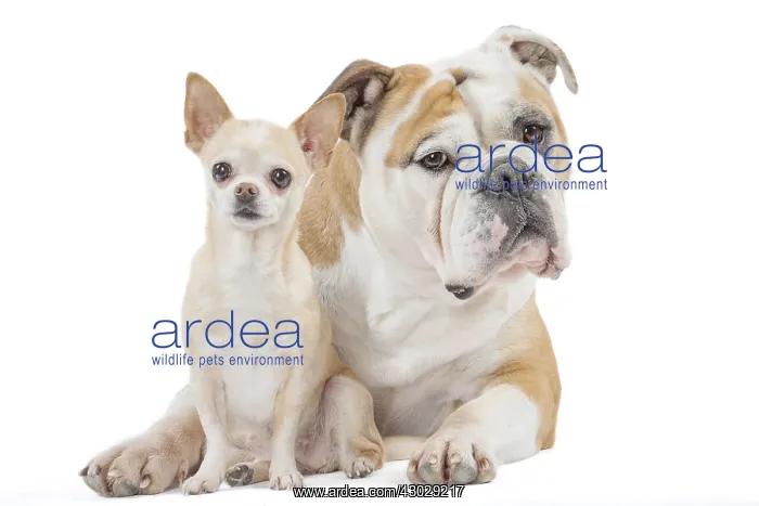 : Dog, Continental bulldog and Chihuahua : Dog, Continental bulldog and Chihuahua