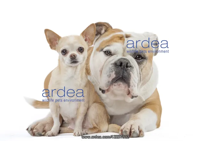 : Dog, Continental bulldog and Chihuahua : Dog, Continental bulldog and Chihuahua