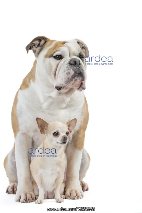 : Dog, Continental bulldog and Chihuahua : Dog, Continental bulldog and Chihuahua