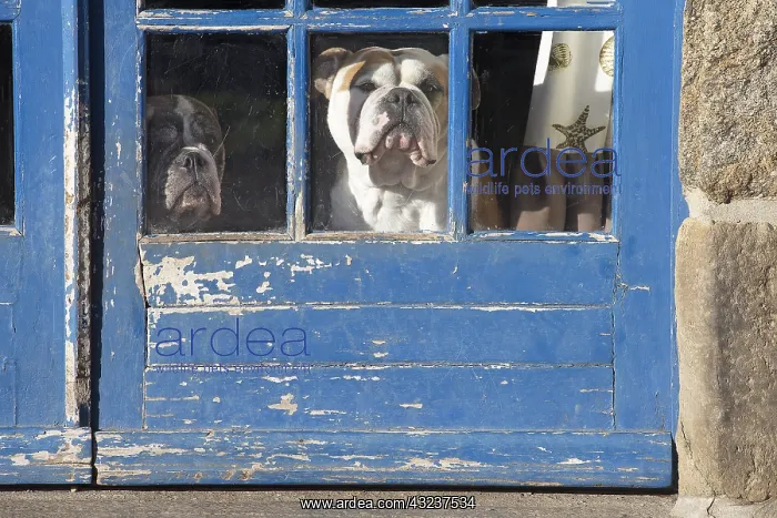 : Dog, Continental bulldog looking through window : Dog, Continental bulldog looking through window