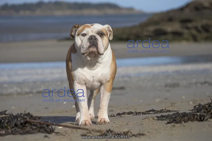 : Dog, Continental bulldog, portrait on beach : Dog, Continental bulldog, portrait on beach