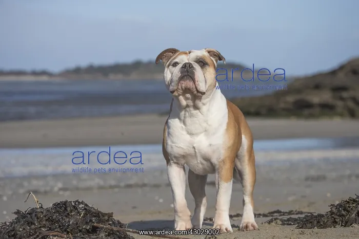 : Dog, Continental bulldog, portrait on beach : Dog, Continental bulldog, portrait on beach