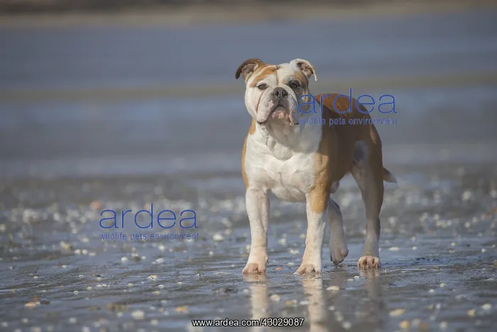  : Dog, Continental bulldog portrait on beach