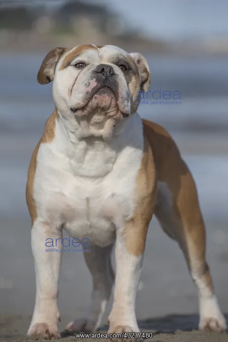  : Dog, Continental bulldog, portrait on beach
