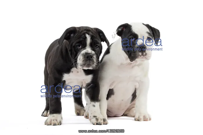  : Dog, Continental bulldog puppies