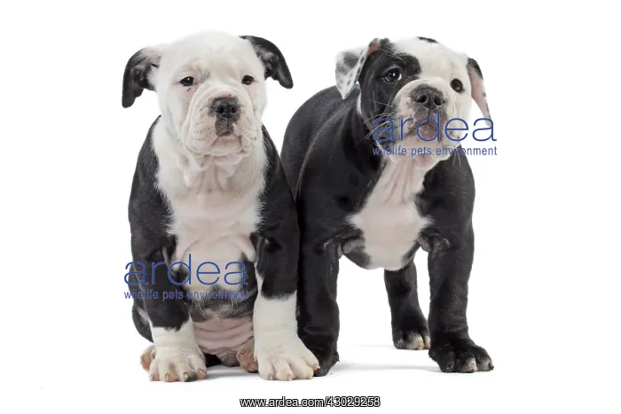  : Dog, Continental bulldog puppies