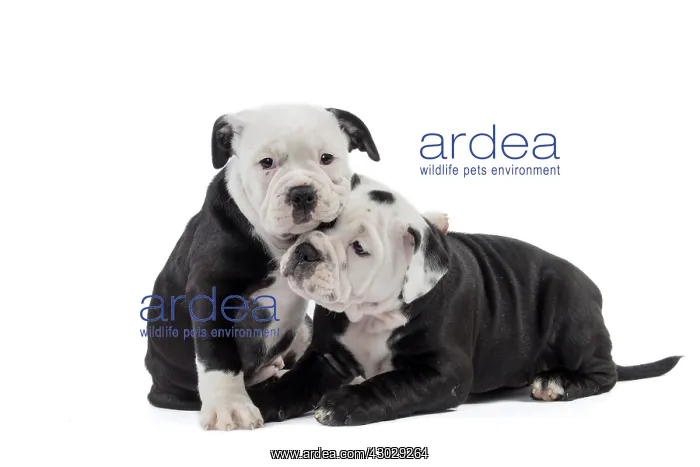  : Dog, Continental bulldog puppies