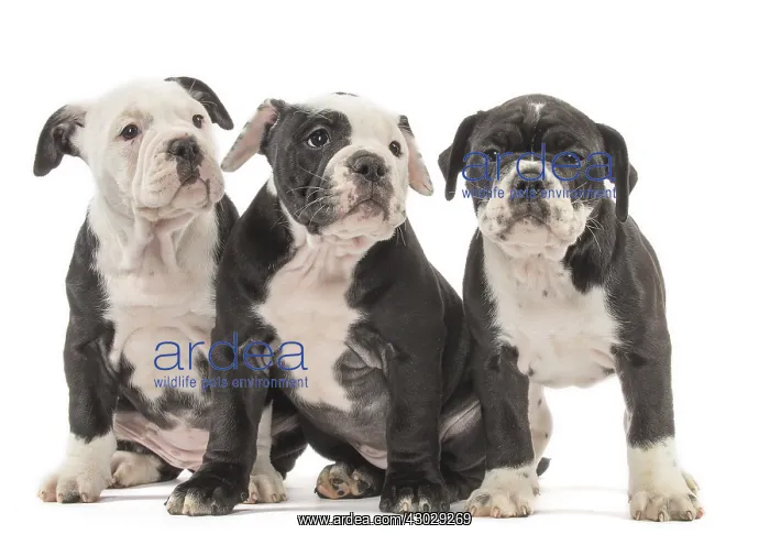  : Dog, Continental bulldog puppies
