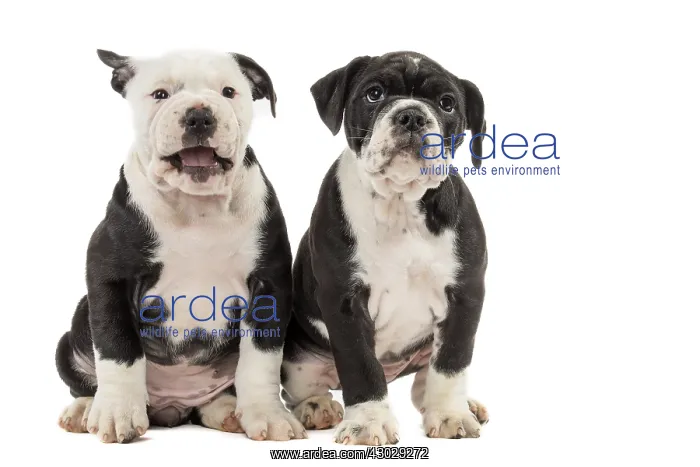  : Dog, Continental bulldog puppies