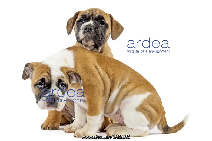  : Dog, Continental bulldog puppies