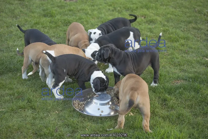: Dog, Continental bulldog puppies eating / feeding : Dog, Continental bulldog puppies eating / feeding