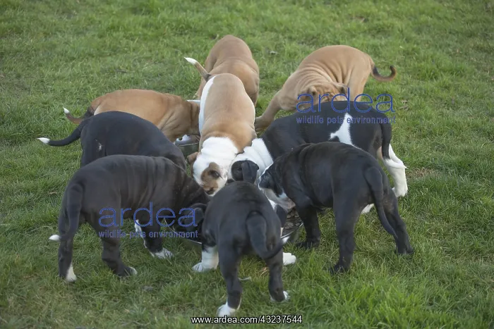 : Dog, Continental bulldog puppies eating / feeding : Dog, Continental bulldog puppies eating / feeding