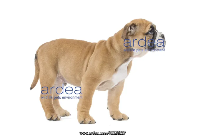  : Dog, Continental bulldog puppy