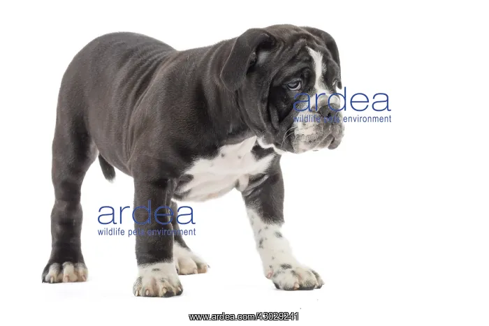  : Dog, Continental bulldog puppy