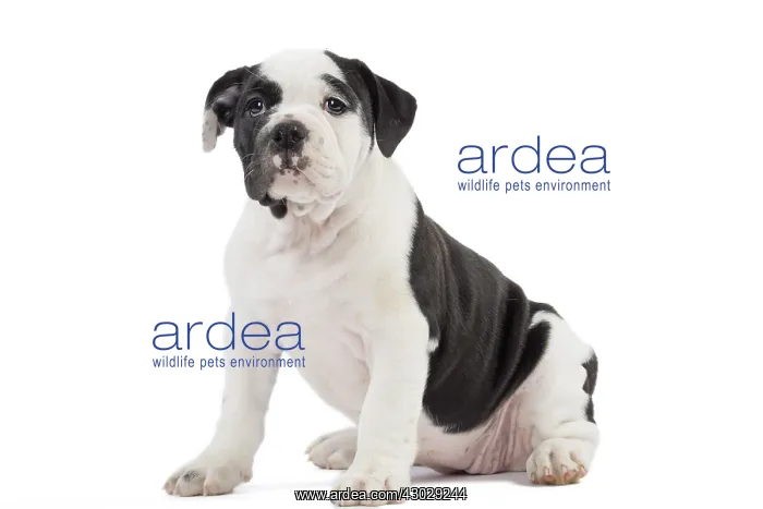  : Dog, Continental bulldog puppy