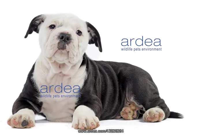  : Dog, Continental bulldog puppy