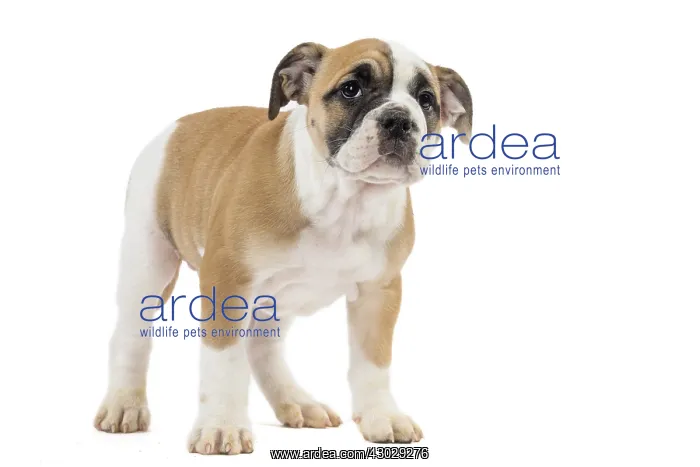  : Dog, Continental bulldog puppy