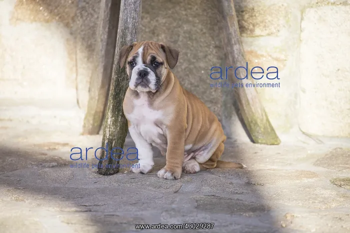  : Dog, Continental bulldog puppy