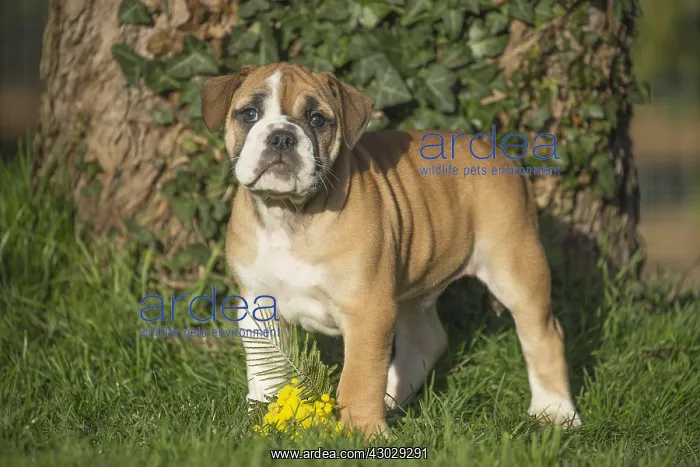  : Dog, Continental bulldog puppy