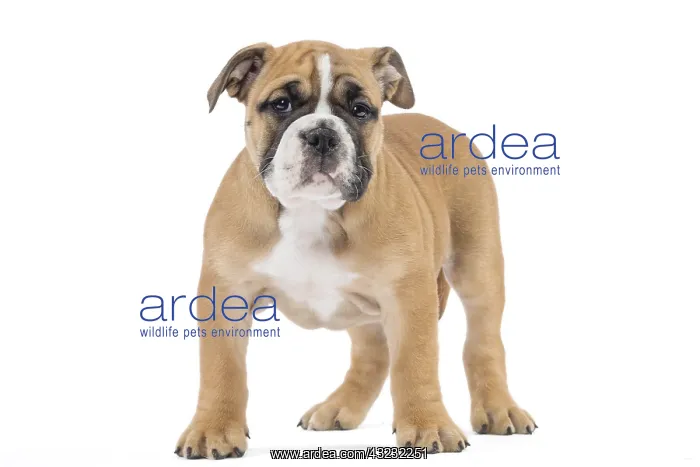  : Dog, Continental bulldog puppy