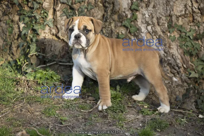  : Dog, Continental bulldog puppy